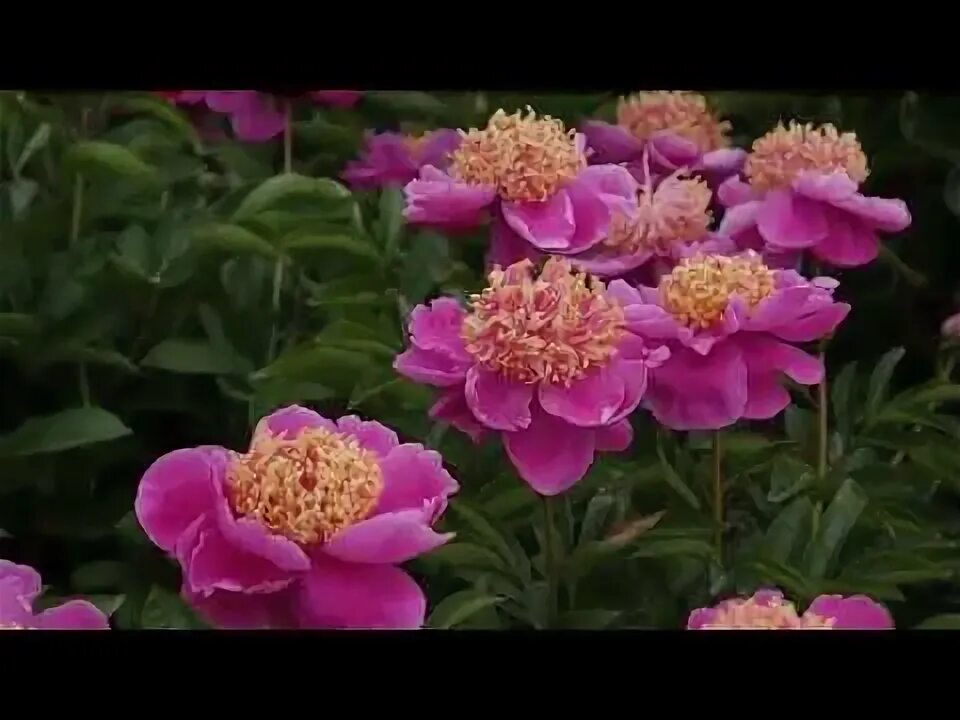 Пион мандарин коат фото MANDARIN' S COAT - PeonyMAX - YouTube