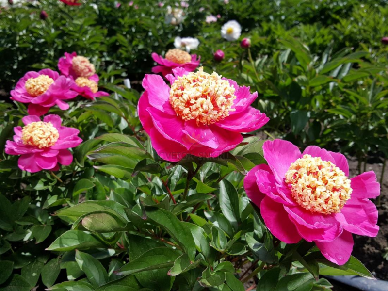 Пион мандарин коат фото Пион Мандарин Коат (Paeonia Mandarin`s Coat). Цветок японской формы, среднего ра