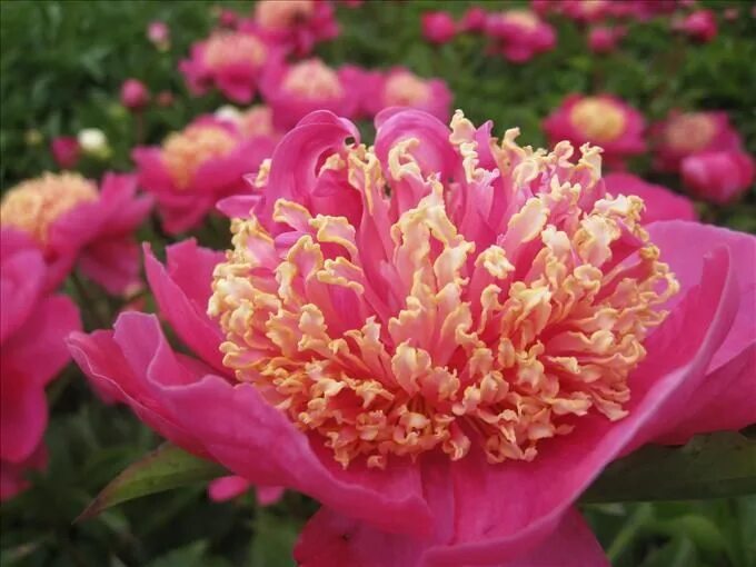 Пион мандарин коат фото OPC_Peony_Mandarins_Coat_00 Peonies, Flowers, Beautiful flowers