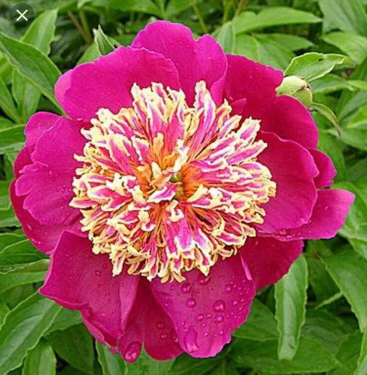 Пион мандарин коат фото Sword Dance Peony in my garden Peonies garden, Peonies, Peony flower