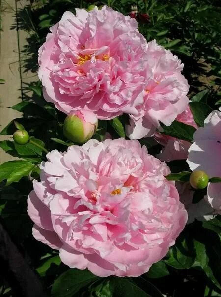 Пион манитовок мейден фото и описание Pin on paeonia, piwonia, peony ... люблю пион ... Lei necklace, Jewelry