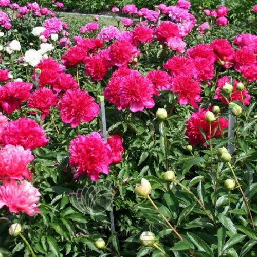 Пион many happy returns фото Пион Many Happy Returns Premium flowerdot