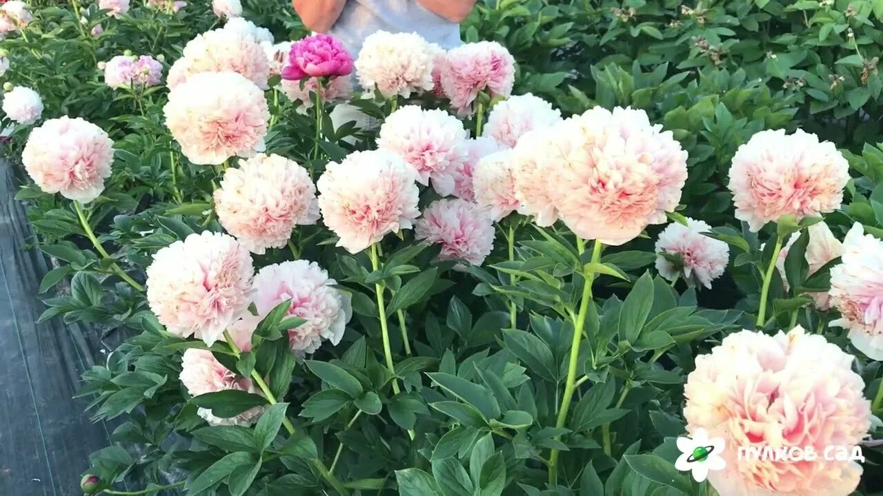 Пион мари джо легар фото Mary Jo Legare peony. Мэри Джо Легар пион, продолжение цветения Пулков сад (2022