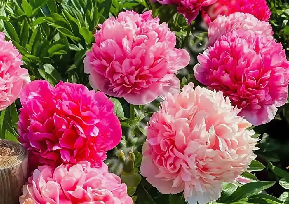 Пион мари джо легар фото Пион Mary Jo Legare Магазин EXOTFLOWERS