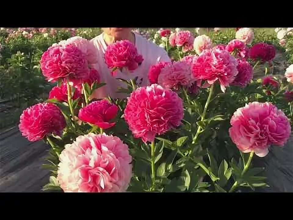 Пион мари джо легар фото Mary Jo Legare peony. Мари Джо Легар пион. Пулков сад 2021 - YouTube