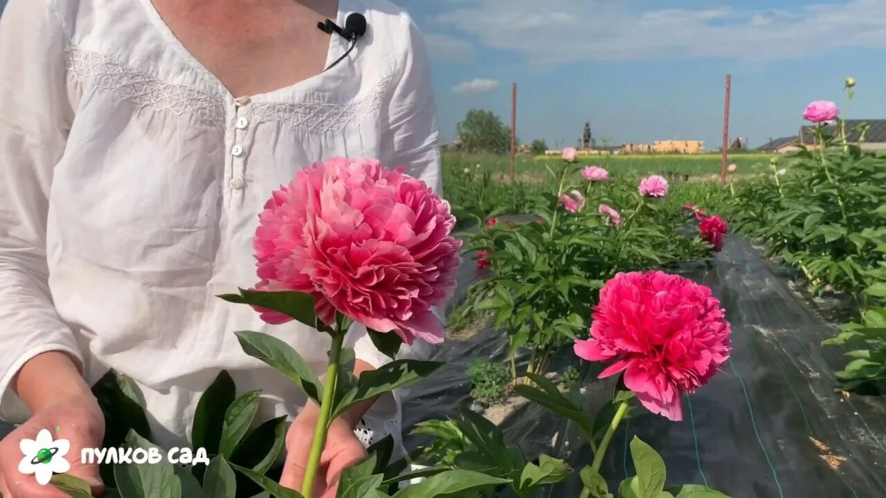 Пион мари джо легар фото Mary Jo Legare peony. Мари Джо Легар пион - YouTube