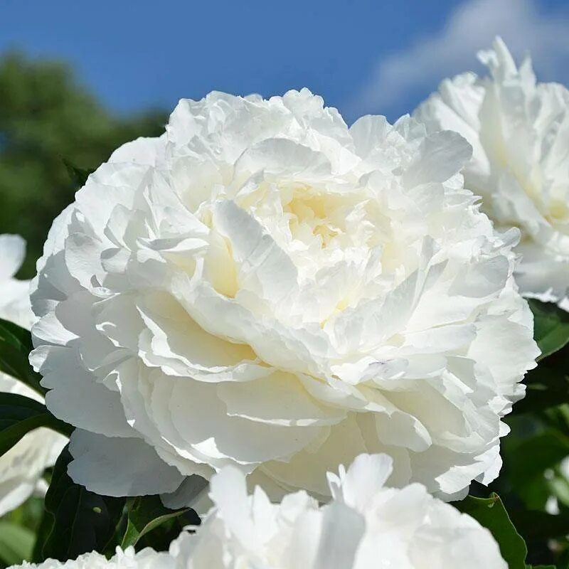 Пион мари лемуан фото Купить Пион Marie Lemoine - Пион - GardenPlants