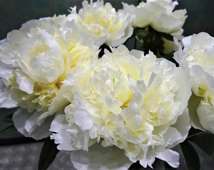 Пион мари лемуан фото Itoh Peony Hillary (large root 4-5 eyes) Peony Root Plant Tuber Itoh peonies, Fr