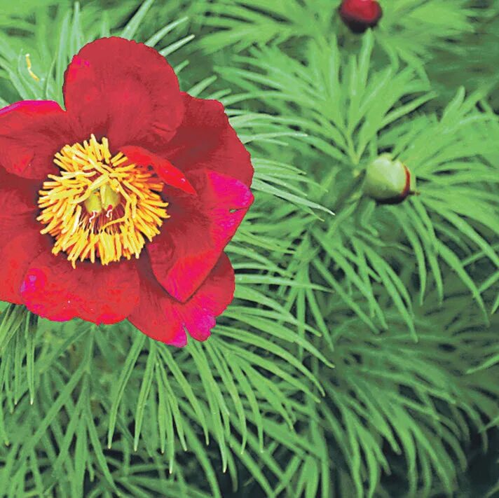 Пион марьин фото Фотографии Пиона уклоняющегося (Марьин корень Paeonia anomala l) Натуралист Фото