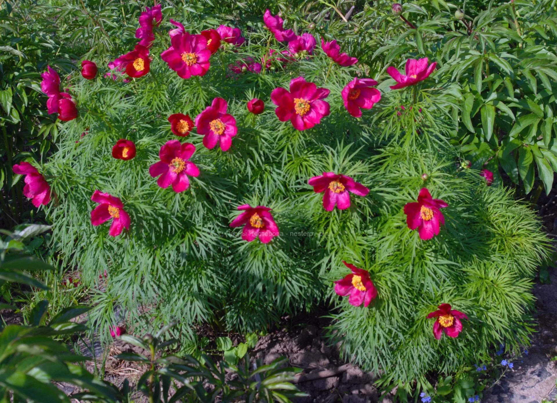 Пион марьин фото Paeonia Anomala, Марьин корень видовой - Пионы Нестерова