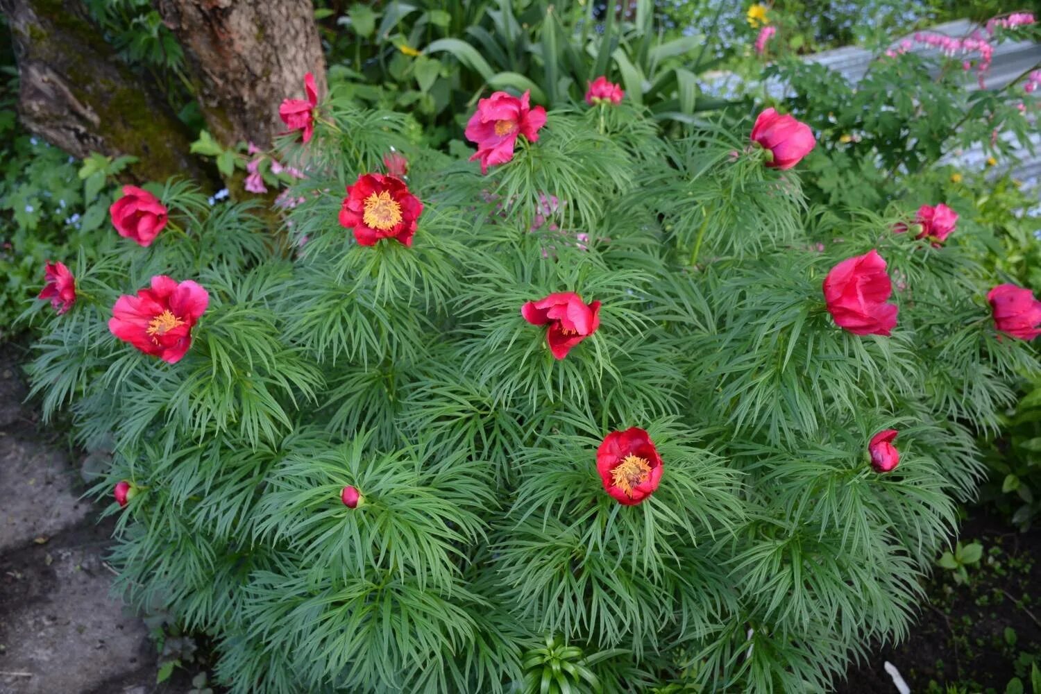 Пион марьин фото Фотографии Пиона уклоняющегося (Марьин корень Paeonia anomala l) Натуралист Фото