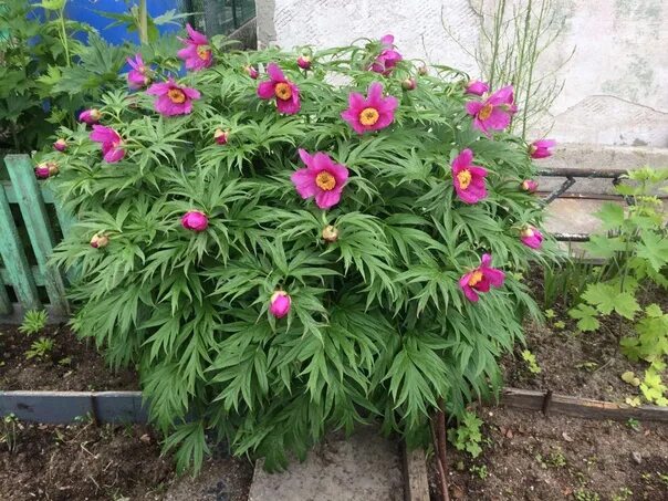 Пион марьин корень фото Sell the seeds of Mary root, harvest 2022 1 ruble, the amount at your request. I