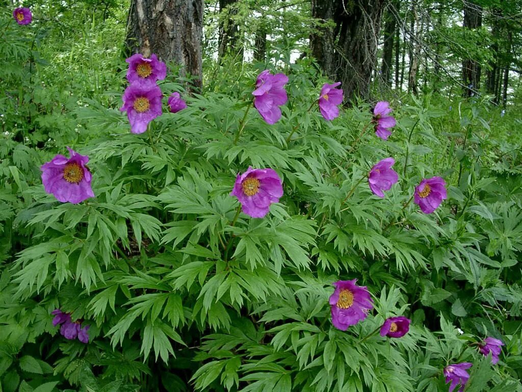Пион марьин корень фото Paeonia anomala (Anomalous Peony) - World of Flowering Plants Peonies, Planting 