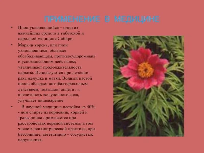 Пион марьин корень фото и описание Все о уклоняющемся пионе: описание сорта Марьина трава, уход за диким пионом дом