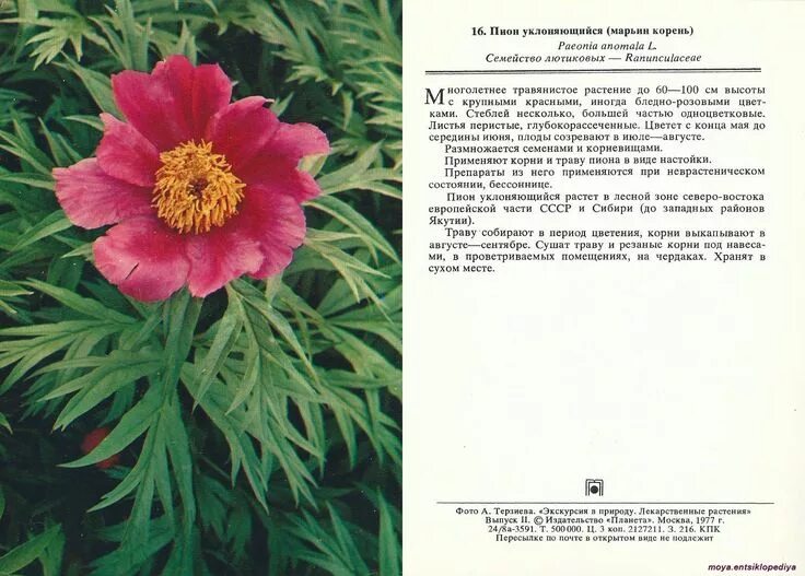Пион марьин корень фото и описание Пион уклоняющийся (марьин корень) в 2024 г Лекарственные растения, Растения, Тра