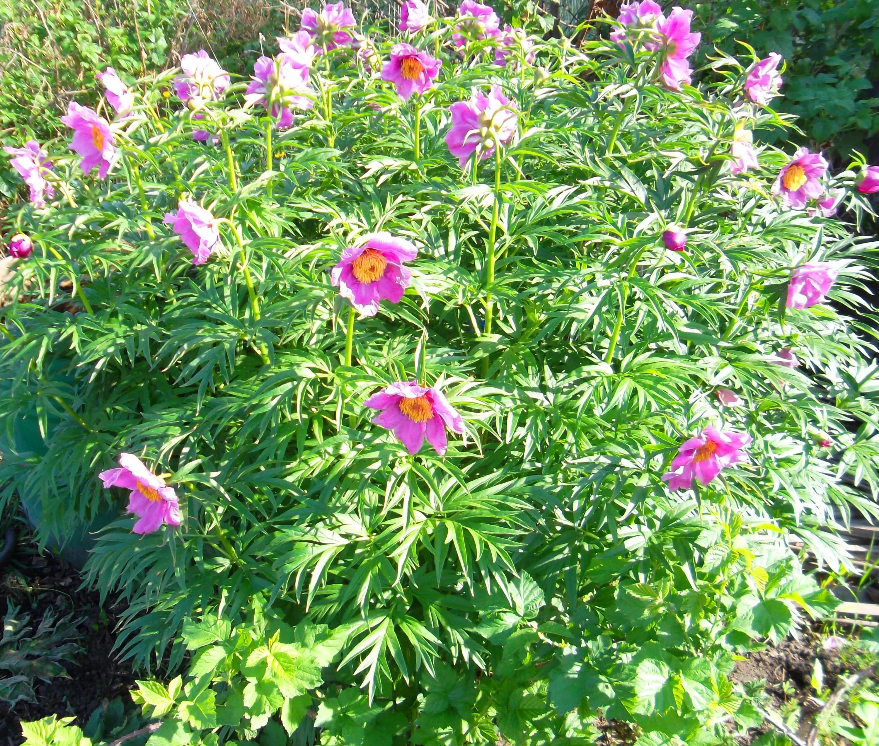 Пион марьин корень фото и описание Марьин корень (Пион уклоняющийся) Paeonia anomala L. - Саженцы
