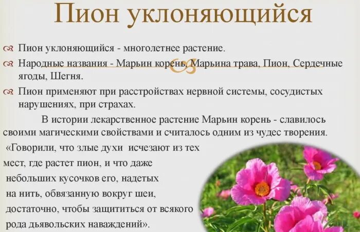 Пион марьин корень фото и описание Марьин корень цветок пион. Фото, описание, лечебные свойства, применение