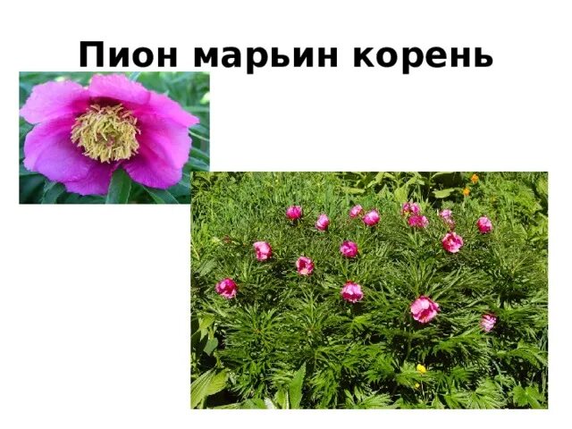 Пион марьин корень фото и описание По страницам Красной книги Алтайского края.