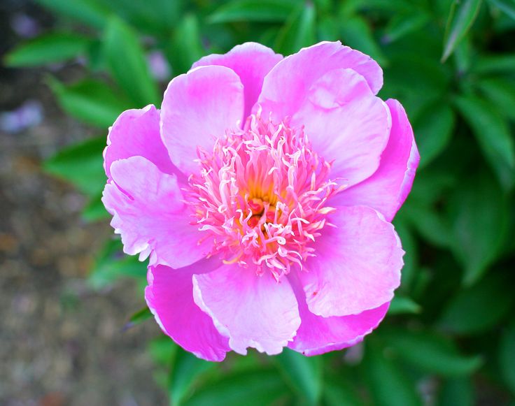 Пион марина баласис фото peony april birth flower September birth flower, Birth flowers, September flower