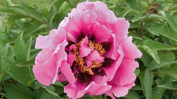 Пион марина баласис фото Voňavé pivoňky mohou i léčit Nature garden, Flowers, Plants