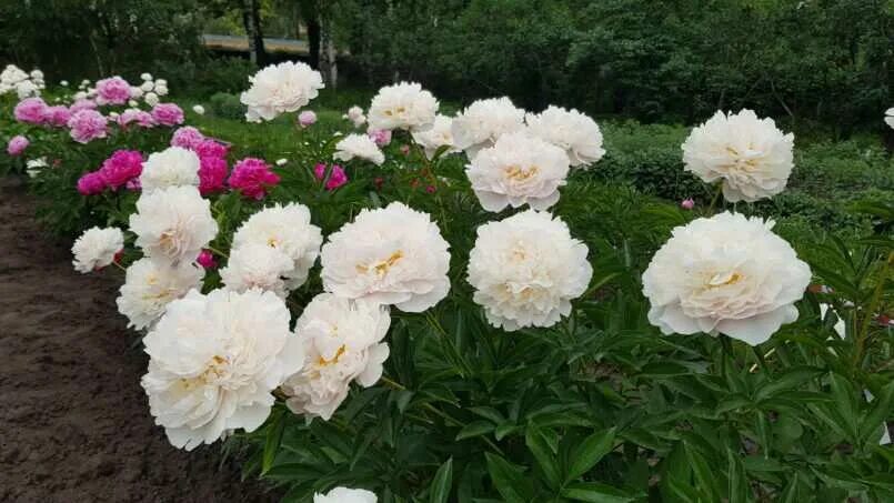 Пион марина баласис фото Региональный экологический семинар: "Пион - король цветов" - ФНАЦ