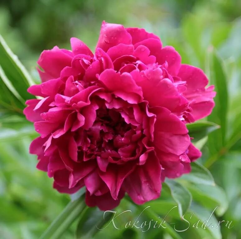 Пион маршал мак магон фото Garden Glory (Гарден Глори) - Махровые пионы