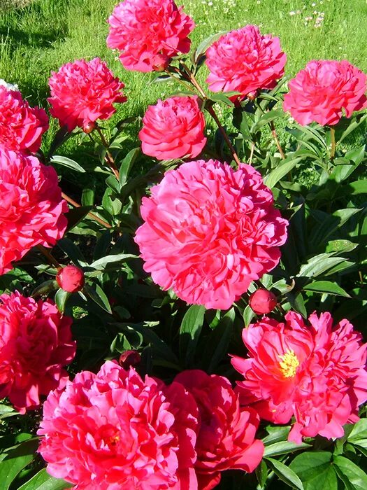 Пион маршал мак магон фото Пион (Paeonia) "General Mac Mahon" - "Feel Green"