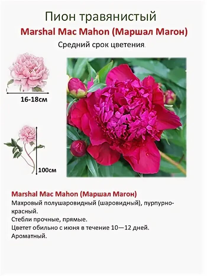 Пион маршал мак магон фото и описание Index of /collect/pion/rot /img