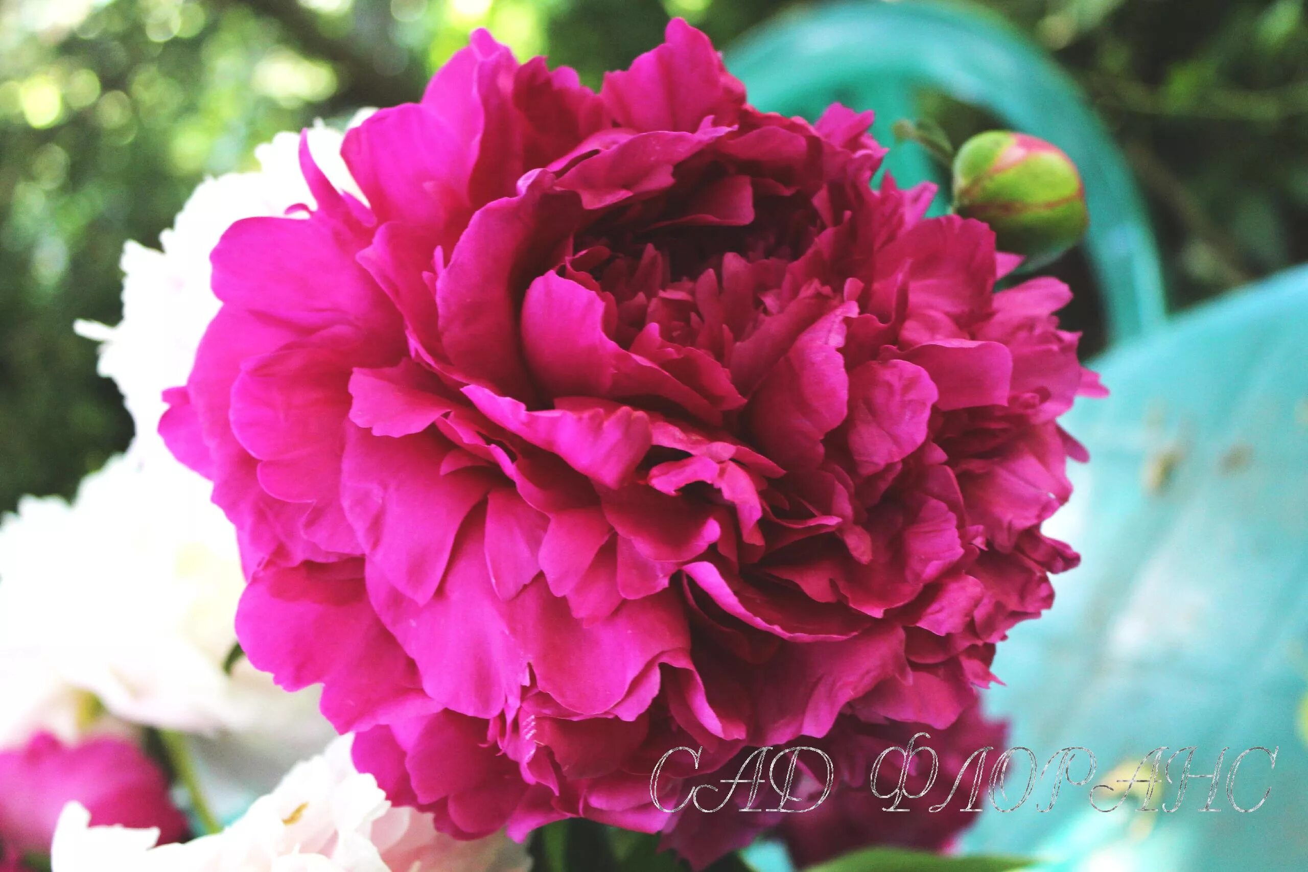 Пион маршал мак магон фото и описание Сад Флоранс - Пионы - (Paeonia)