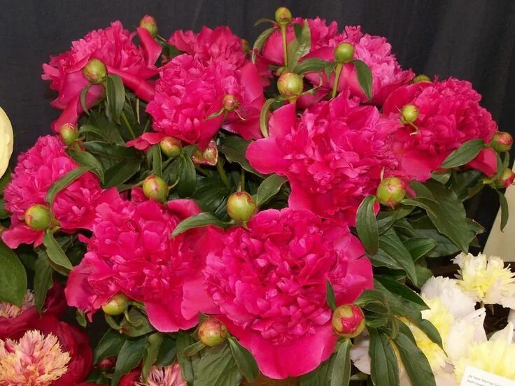 Пион маршал мак магон фото и описание Paeonia 'General MacMahon' -Zone 2 Hauteur 90 cm Largeur 65 cm Très belle fleur 
