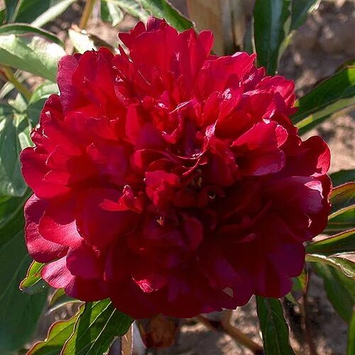 Пион мартин каюзак фото peony pictures by Kenneth C Clare, Canada
