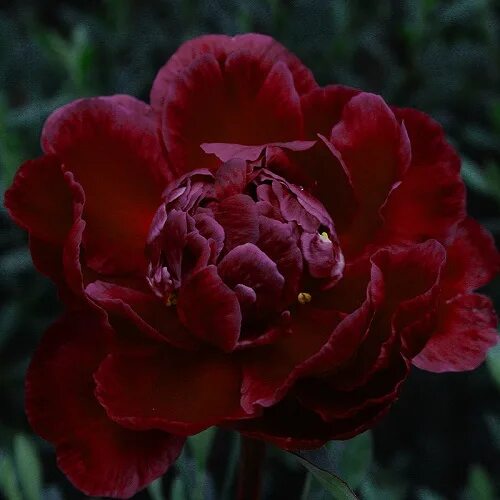 Пион мартин каюзак фото Пион "Чиппева" (Paeonia "Chippewa") Гриними