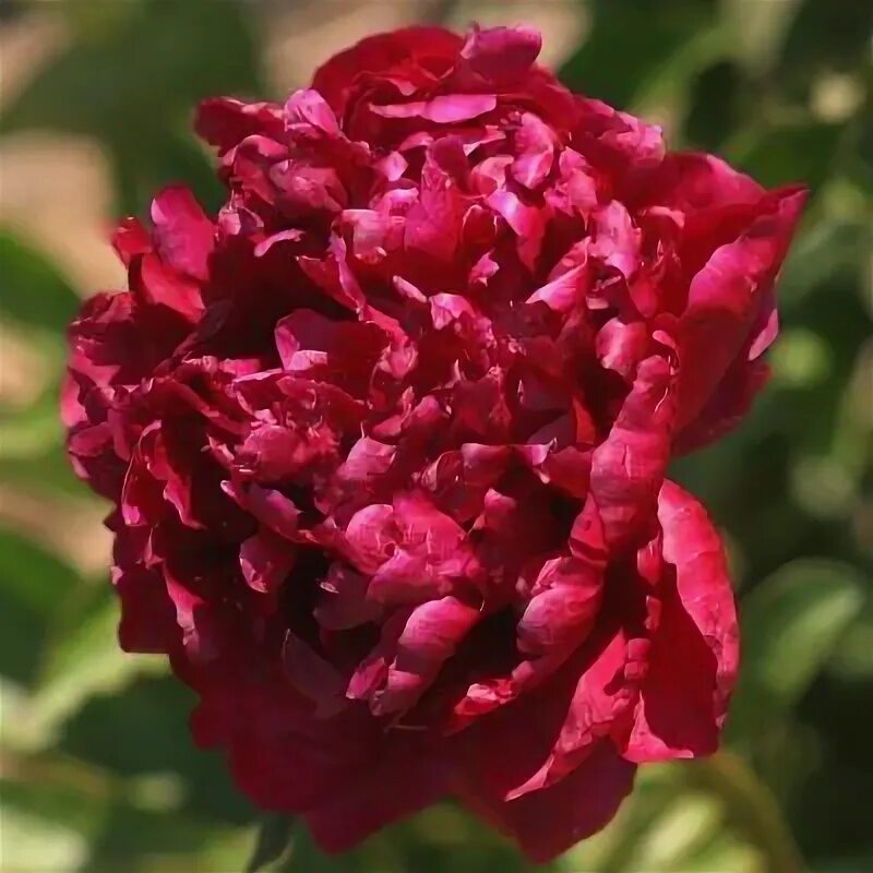 Пион мартин каюзак фото Hollingsworth Peonies - Mons. Martin Cahuzac Peonies, Hollingsworth peonies, Flo