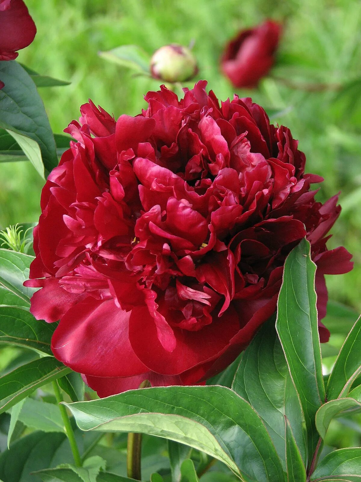 Пион мартин каюзак фото File:Paeonia 'Mons. Martin Cahuzac' 02.JPG - Wikimedia Commons