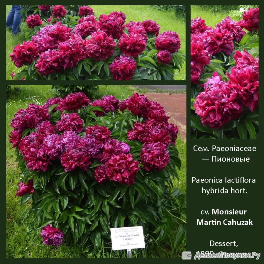 Пион мартин каюзак фото 36.Paeonia (LD) 'Mons. Martin Cahuzac' 2-3 BR - купить со скидкой "Делаем покупк
