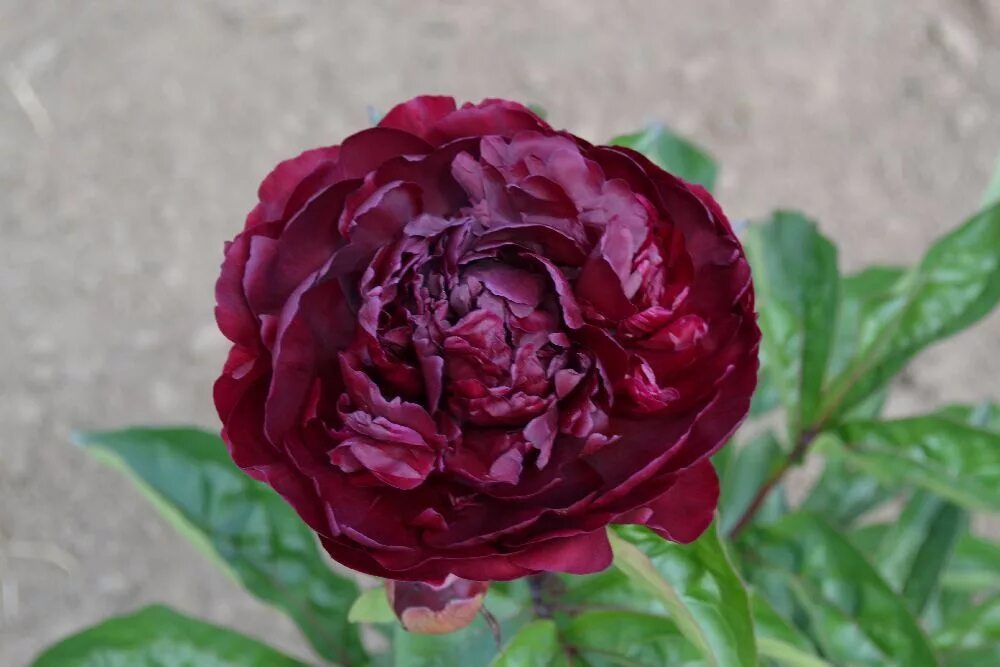 Пион мартин каюзак фото Peony Monsieur Martin Cahuzac (1899) - mid-season. Pfingstrosen, Blumenzwiebeln,