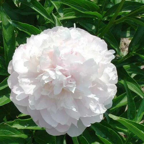 Пион май лав фото Пион "Май Лав" (Paeonia "My Love") Гриними