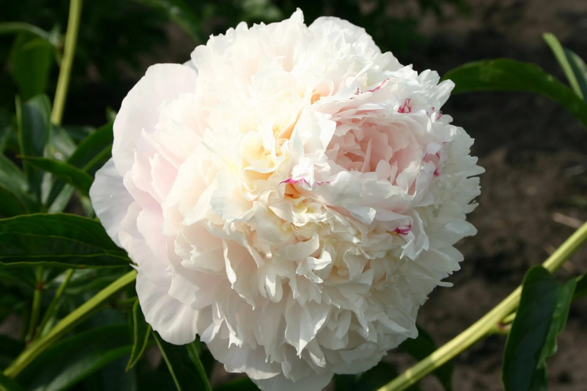 Пион май лав фото My love peony - Пион молочноцветковый Май лав.