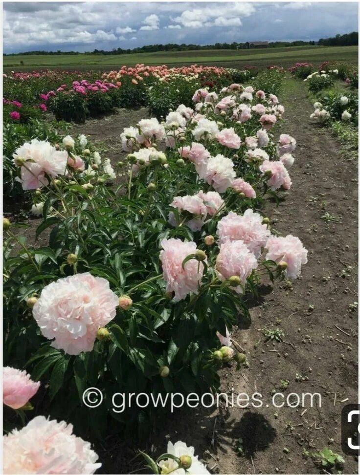 Пион май лав фото и описание отзывы Pin on peony Peonies season, Peonies, Peony farm