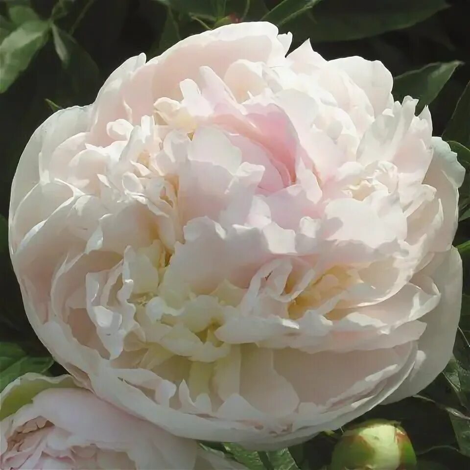 Пион май лав фото и описание отзывы Hollingsworth Peonies - My Love