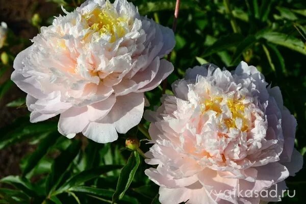 Пион май лав фото и описание отзывы Пион My Love (Май Лав) Вятский сад