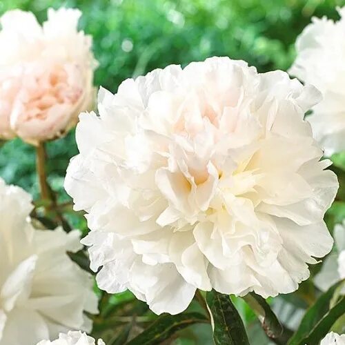 Пион май лав фото и описание отзывы Пион "Май Лав" (Paeonia "My Love") Гриними