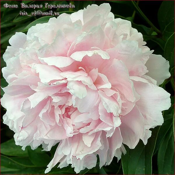 Пион май лав фото и описание отзывы Paeonia Коллекция 10. Товары для сада и огорода