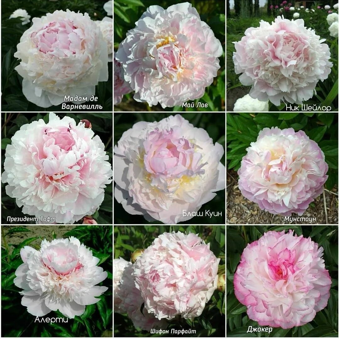 Пион май лав фото и описание сорта Пин на доске Garden. Красивые сады Композиции цветников, Пионы, Цветы