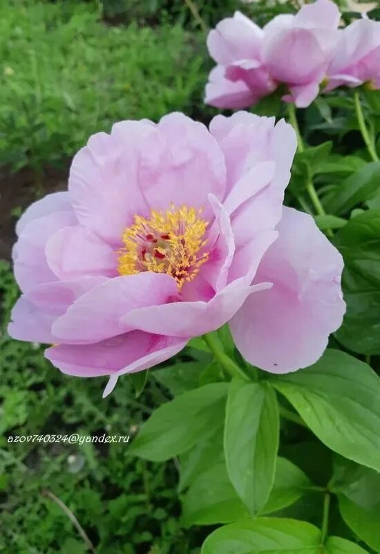 Пион май лилак фото и описание пион May Lilac (Saunders, 1950, USA) Peonies, Lilac, Flowers