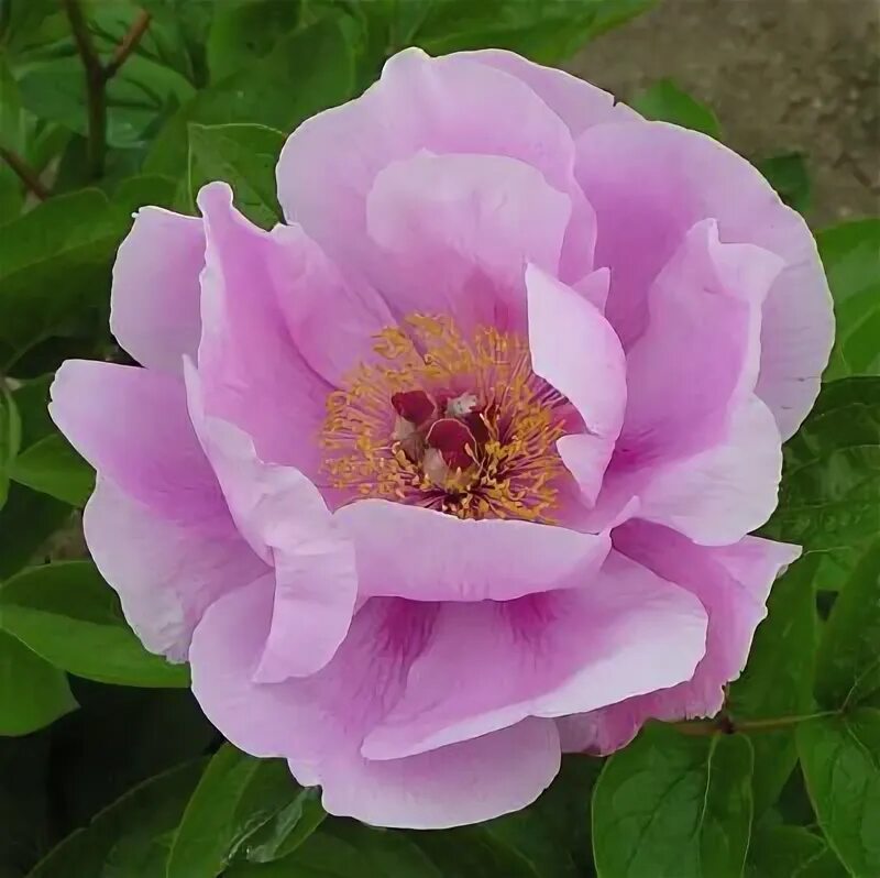 Пион май лилак фото и описание May Lilac Peonies garden, Beautiful flowers, Peonies