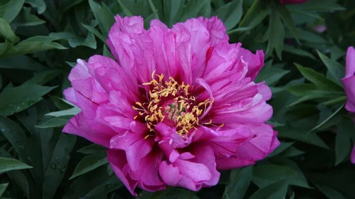 Пион май лилак фото и описание Пион ИТО Paeonia Itoh "Morning Lilac" : С5/7.5 Сибирские газоны - Сибирские газо