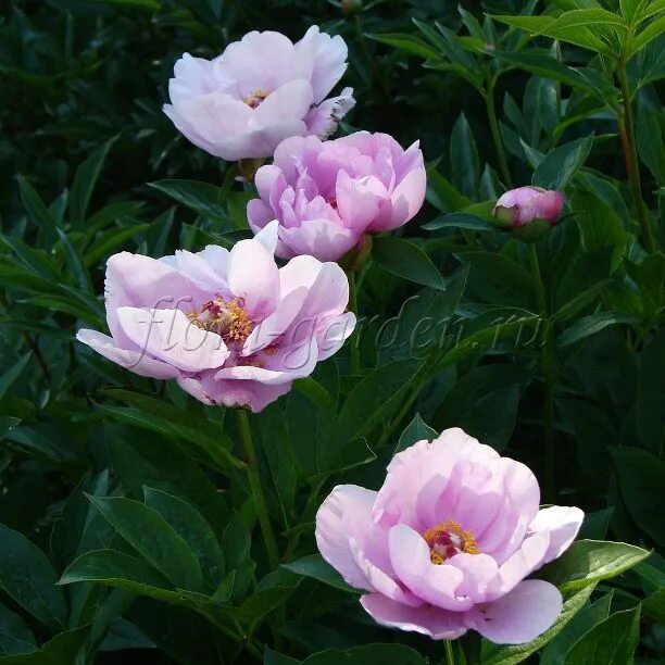 Пион май лилак фото и описание Пин на доске paeonia, piwonia, peony ... люблю пион