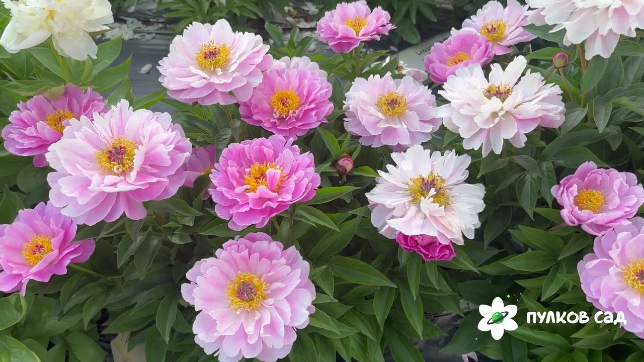 Пион май петит черри фото My Petite Cherie peony. Май Петит Чери пион. Пулков сад - YouTube