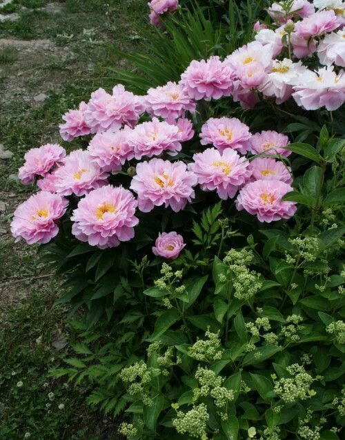 Пион май петит черри фото IMG 0805 Пионы, Размеры изображения, Сад